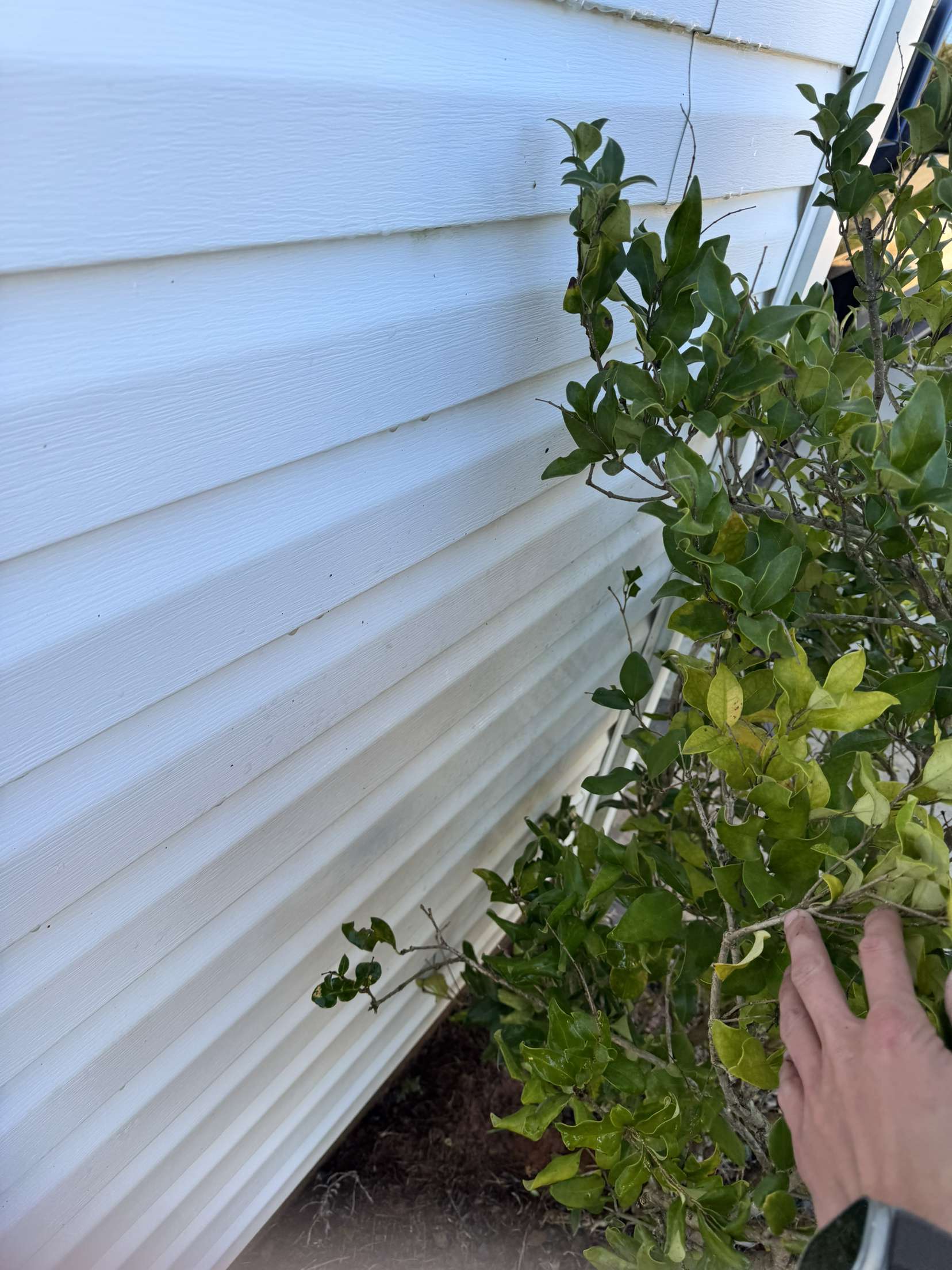 Clean Siding Behind Bush